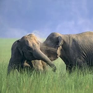 Fighting females of Indian / Asian Elephant, Corbett National Park, India