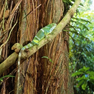 Fiji Crested Iguana - male - Endemic to Fiji - Endangered