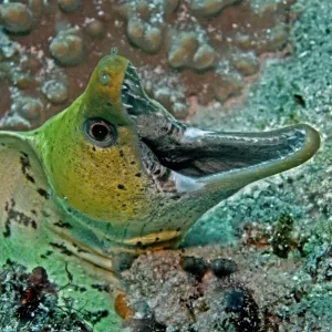 Fimbraited Moray - with mouth wide open - Indonesia Fimbraited Moray - with mouth wide open - Indonesia