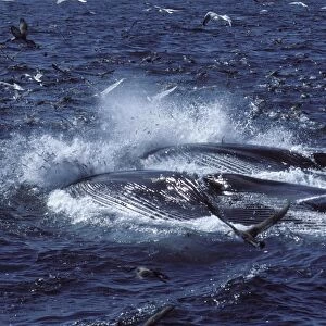 Fin whale - Two whales feeding on a school of herring. Fish are escaping, jumping in the air; seabirds (Gulls and Shearwaters) are trying to catch fish. Both whales are turned on their right side; the throat pleats are distended
