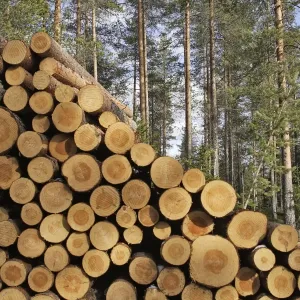 Finland - forest with pile of cut tree trunks Finland - forest with pile of cut tree trunks