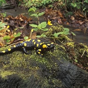 Fire Salamander - Hungary - Found in northwest Africa-Europe and western Asia - Eats worms-slugs-insects and insect larvae
