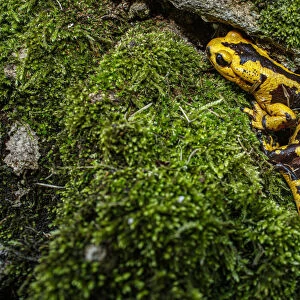 Fire Salamander (Salamandra salamandra bernardezi) ~ endemic subspecies of a few points in north Spain ~ Oviedo, Spain