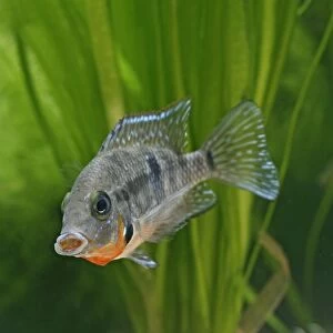 Firemouth cichlid – front view, tropical freshwater Mexico, Guatemala 002878