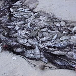 Fish - caught in net - Mahe - Seychelles