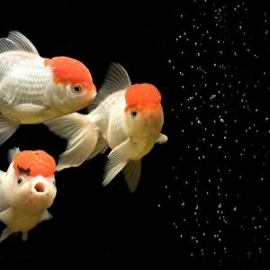 Fish - goldfish - black background