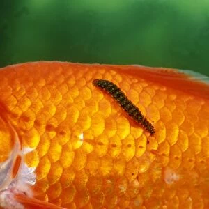 Fish Leech feeding on goldfish