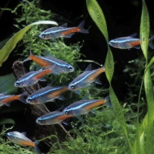 Fish - Neon Tetra - in Aquarium