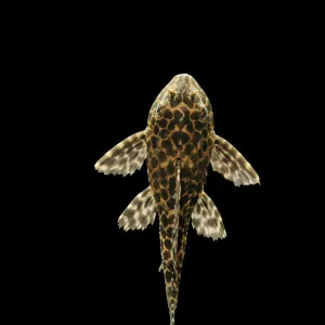 Fish - Spotted Sailfin Pleco South America