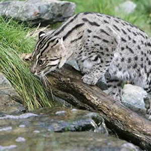 Fishing Cat - by stream. Dist: Asia