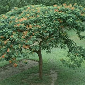 Flamboyant Tree