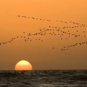 Flamingo Flock In flight at sunset over the Atlantic Namibian Coast near Swakopmund, Namibia, Africa Flamingo Flock In flight at sunset over the Atlantic Namibian Coast near Swakopmund, Namibia, Africa