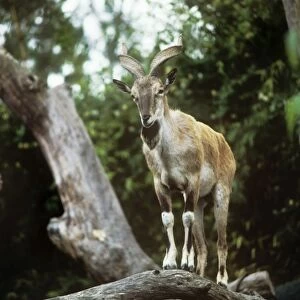 Flare-horned Markhor - male standing on a branch