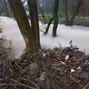 Flash flood - in hill land stream after torrential autumn rain - Lower Saxony - Germany