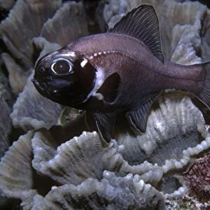 Flashlight Fish - these fish have a symbiotic bacterium that produces the light as a byproduct of metbolsim. They are totally nocturnal, living by day deep in caves. Banda sea, Indonesia