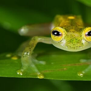 Fleischmann's Glass Frog - male - San Cipriano Reserve - Cauca - Colombia