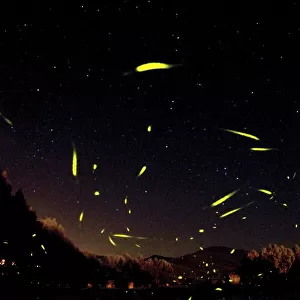The flight of male Fireflies during a summer night - Italy