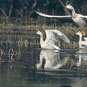 Flock of Bar-hearded Geese, Keoladeo National Park, India