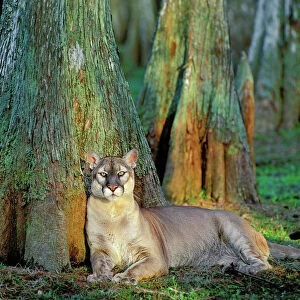 Florida Cougar / Mountain Lion / Puma. Florida - USA. endangered species. Also known as the Florida Panther. MR365
