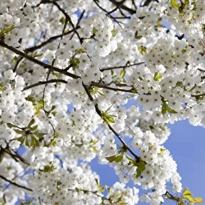 Flowering Cherry - Tree full of blossom - Wiltshire - England - UK