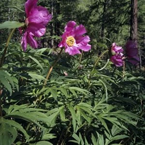 Flowering wild Paeonea - roots of which are famous for its medicinal power, widely used by locals despite protection by law, still typical in mountain forest of Sengilen mountain range; June; South Tuva, Russia Tu32. 3064