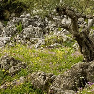 Flowery old olive groves in spring on the Mani Peninsula, Peloponnese, south Greece