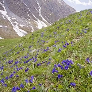 Flowery species-rich pastures with masses of trumpet gentians Gentiana acaulis on the Col d'Agnel, Queyras Natural Regional Park, french Alps, France