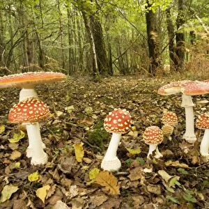 Fly agaric. Used as a hallucinogen, and as a fly-killer