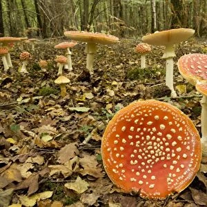 Fly agaric. Used as a hallucinogen, and as a fly-killer. Langley Wood, Wilts