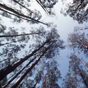 FOREST - Eucalyptus mountain ash