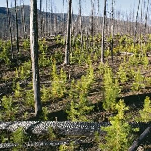 Forest Fire - new growth Lodgepole Pines after 1988 fires, Yellowstone National Park, USA