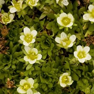 A form of tufted saxifrage (Saxifraga caespitosa ssp. uniflora); Norway