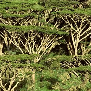 Forst of Acacia - on rim of Ngorongoro Crater - Ngorongoro Conservation Area - Tanzania JFL14189