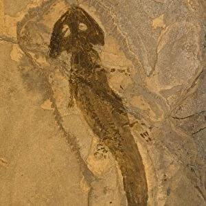 Fossil Amphibian - Actinodon - Lower Permian - Pfauz Germany
