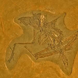 Fossil - Bird - Unknown species. Eocene Green River Formation, Wyoming, USA E50T3926