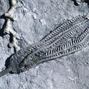 Fossil - Crinoid. Size 5 in. Mississippian (Carboniferrous). Edwardsville Fm. Indiana, USA