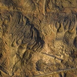 Fossil - Crinoids. Silurian. Devonian Morocco E50T4206