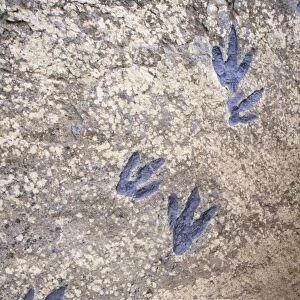 Fossil Dinosaur Tracks - Jurassic Spain