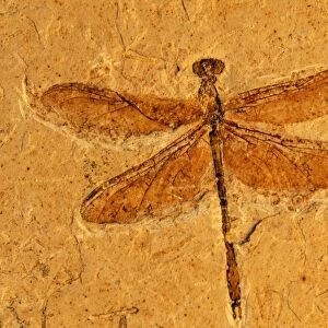 Fossil - Dragonfly Early cretaceous, Brazil. Santana formation
