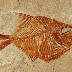 Fossil fish - Lebanon - Cenozoic era