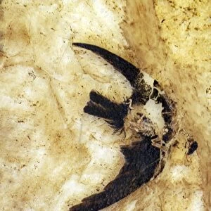 Fossil Martin from the Messel lake deposit, Germany, 49 million years ago