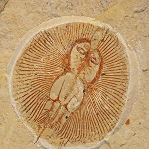 Fossil Ray - Cretaceous - Houla - Lebanon - 96 million years old