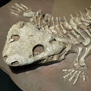 Fossil tetrapod (Amphibian) Lower Permian of Texas