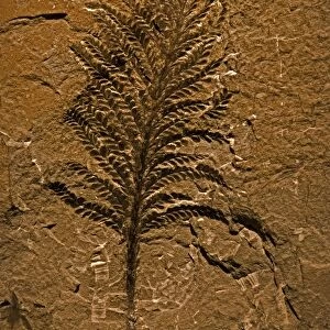 Fossil tree - Archaeopteris - Late Devonian - Quebec - Canada - grew to 60-90 feet tall - first modern tree - tree fern - The most abundant tree worldwide during the late Devonian - Tree fern - Reproduced by two types of spores found all over plant
