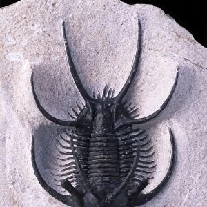 Fossil: Trilobite Ceratarges size: body: 45 mm; total: 72 mm Devonian Morocco