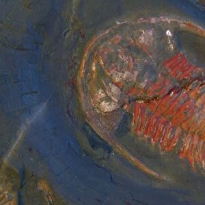 Fossil - Trilobites. Early Cambrian Emu Bay Shale, Kangaroo Island, South Australia E50T3605