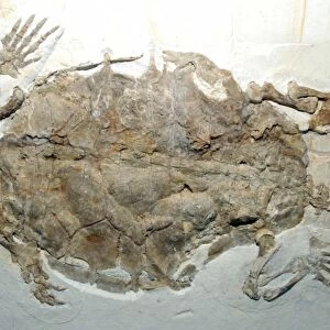 Fossil Turtlke/ Terrapin; Jura of Germany