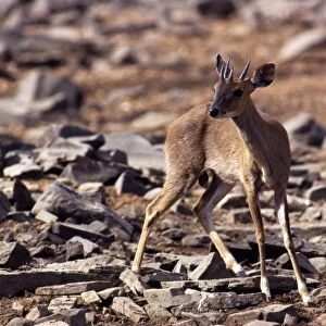 Four-horned Antelope / Chousingha - male - Madhya Pradesh - India