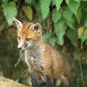 Fox - cub at den
