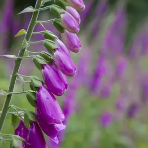 Foxgloves - in flower - Cornwall - UK Foxgloves - in flower - Cornwall - UK